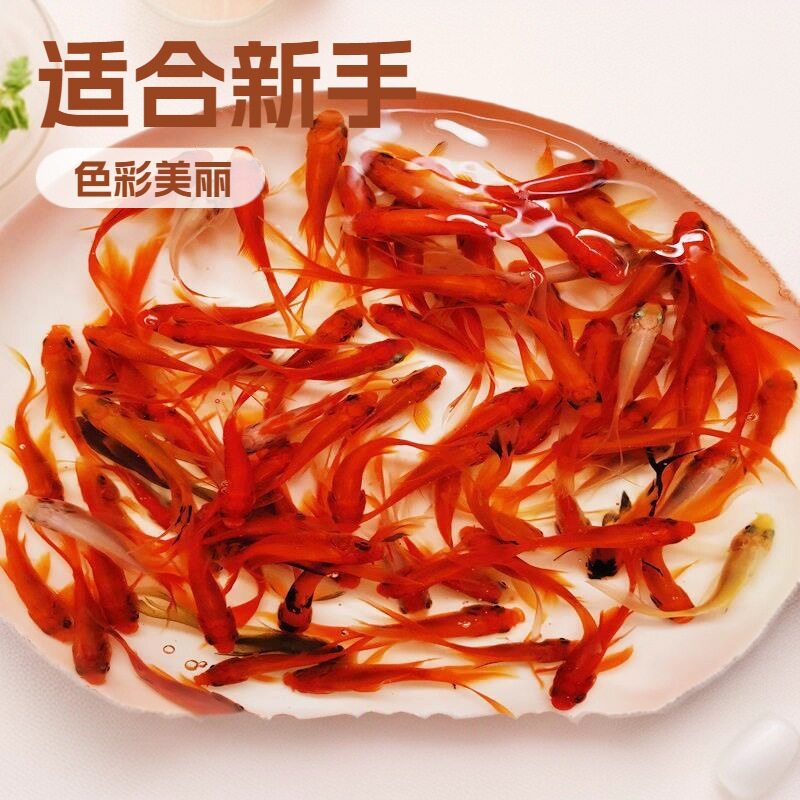 红草鱼锦鲤鲫鱼草金鱼冷水鱼
