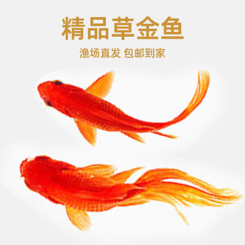 草金鱼活鱼小型淡水耐活冷水鱼锦鲤鱼苗观赏鱼闯缸小金鱼红草金