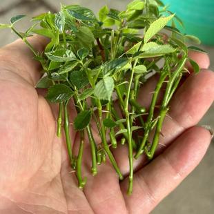 迷你月季 扦插嫁接枝条 微型月季