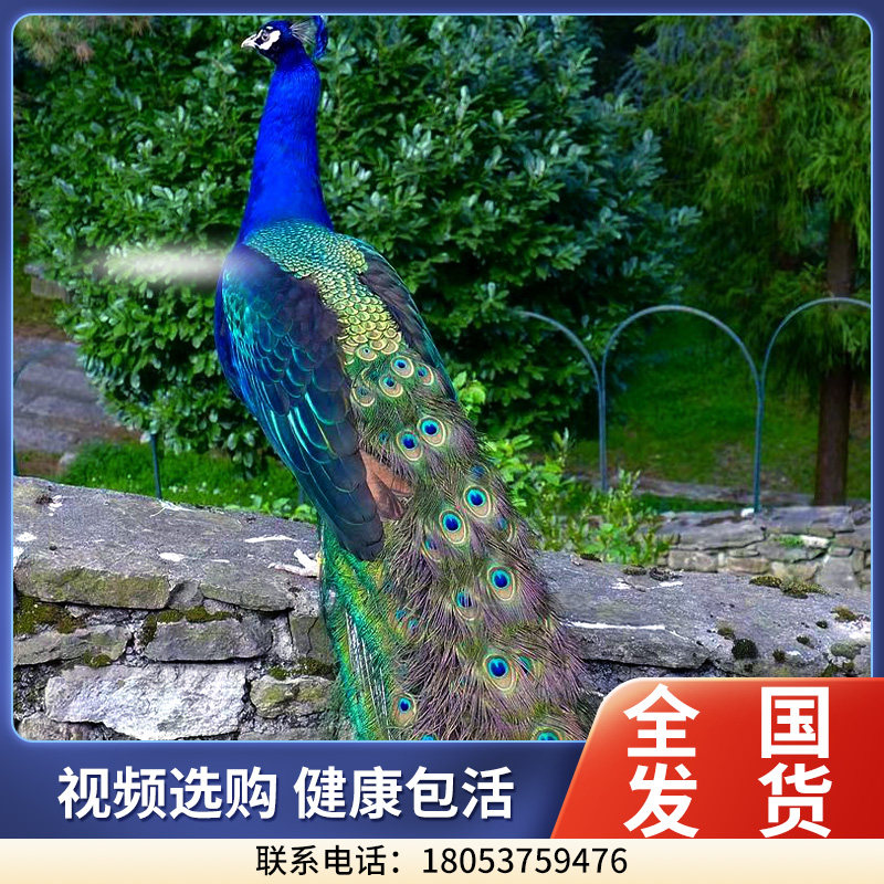 成年孔雀活体景区宠物蓝孔雀公母一对活孔雀开屏白孔雀花孔雀定金