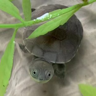 沼泽侧颈龟黄头龟圆奥黑颈龟白巴深水蛋龟热带造景乌龟和可孵化蛋