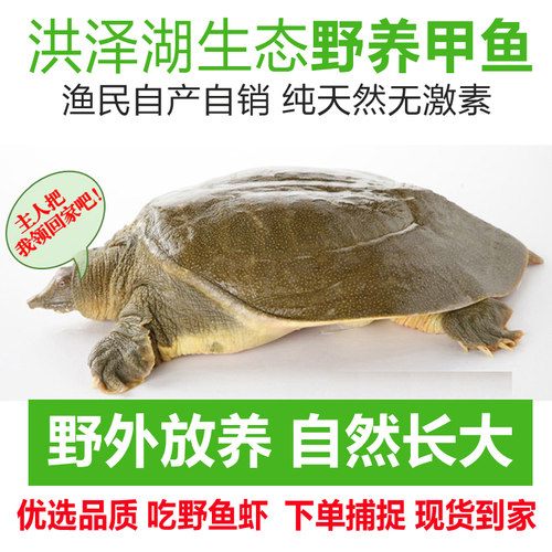 洪泽湖生态放养3年750g鲜活甲鱼