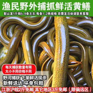 苏北鲜活黄鳝鱼现杀活体长鱼鳝鱼500g滋补食用水产 正宗野黄鳝