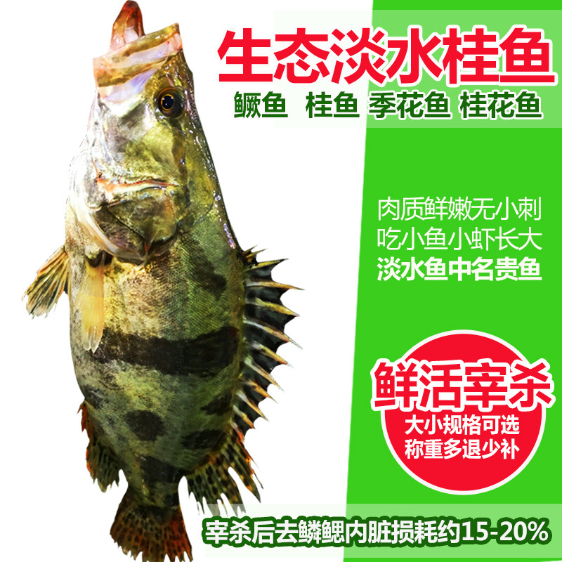 淡水鱼桂鱼鲜活体现杀新鲜鳜鱼渔民捕获桂花鱼季花鳌花鱼生鲜水产