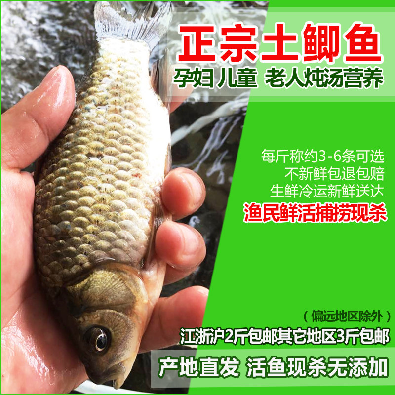 淡水鱼现捕正宗土鲫鱼鲜活新鲜现杀大小鲫鱼孕妇月子炖汤营养食用