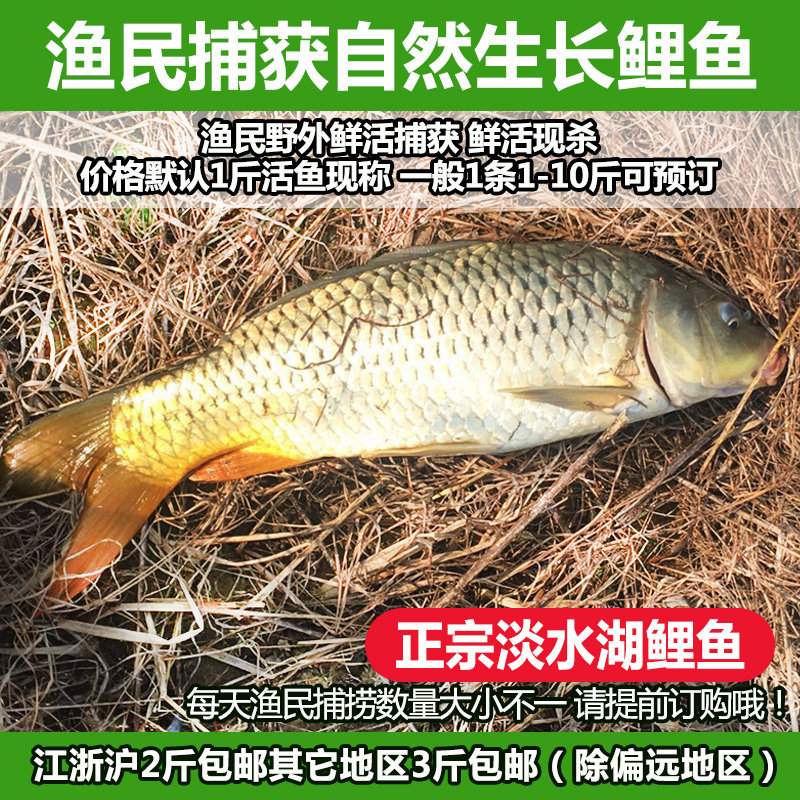 淡水鱼自然长捕获鲤鱼鲜活现杀新鲜大小鲤鱼野鱼500g生鲜水产食用