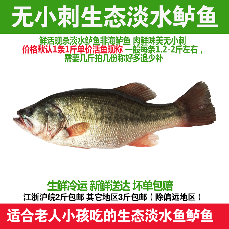 江苏鲜活现杀生态淡水鲈鱼整鱼