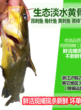 淡水鱼鲜活现杀生态昂刺鱼角针鱼昂针鱼黄骨鱼黄辣丁嘎鱼生鲜食材