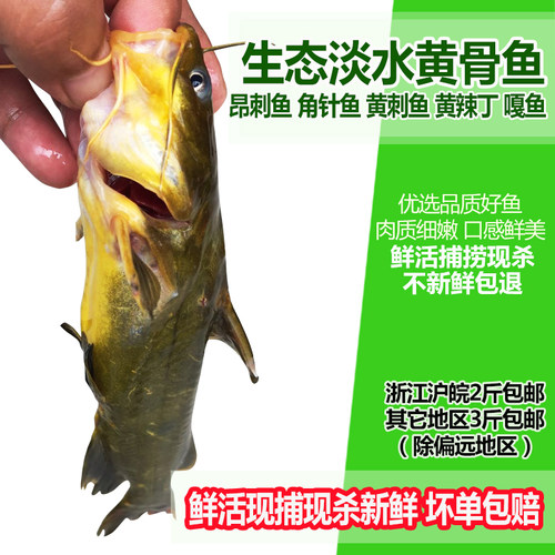 鲜活鱼现杀黄骨鱼黄辣丁淡水鱼