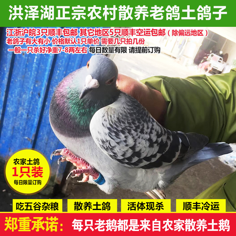 农村老鸽子家禽滋补散养土鸽子