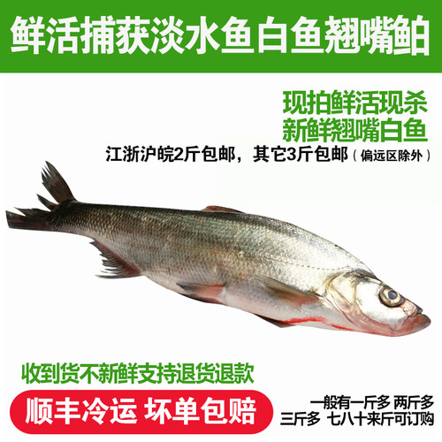 淡水鱼自然捕获新鲜宰杀翘嘴白鱼
