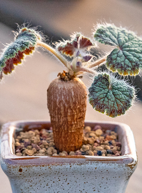 圆叶洋葵 Pelargonium Barklyi  实生 块根 多肉植物