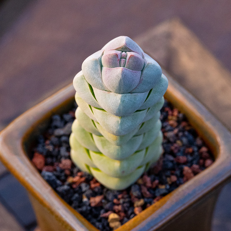 玉稚儿青锁龙属多头群生老桩阳台办公桌奇趣Crassula arta