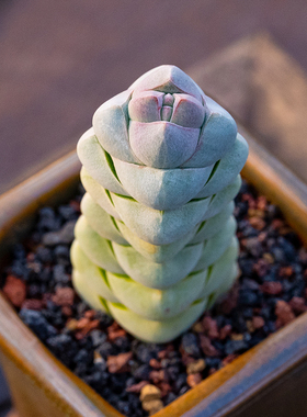 玉稚儿青锁龙属多头群生老桩阳台办公桌奇趣Crassula arta