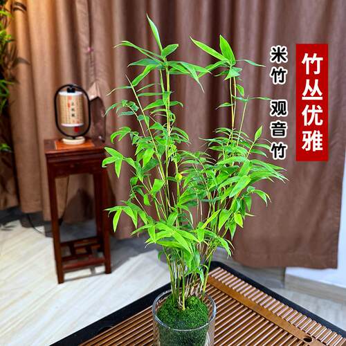 水培绿植小叶米竹室内绿植盆栽观音竹盆栽客厅清新空气好养绿植