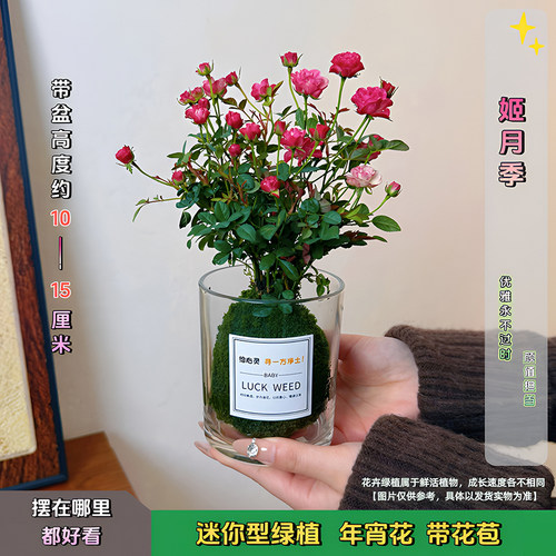 带花带盆超微月季新手好养
