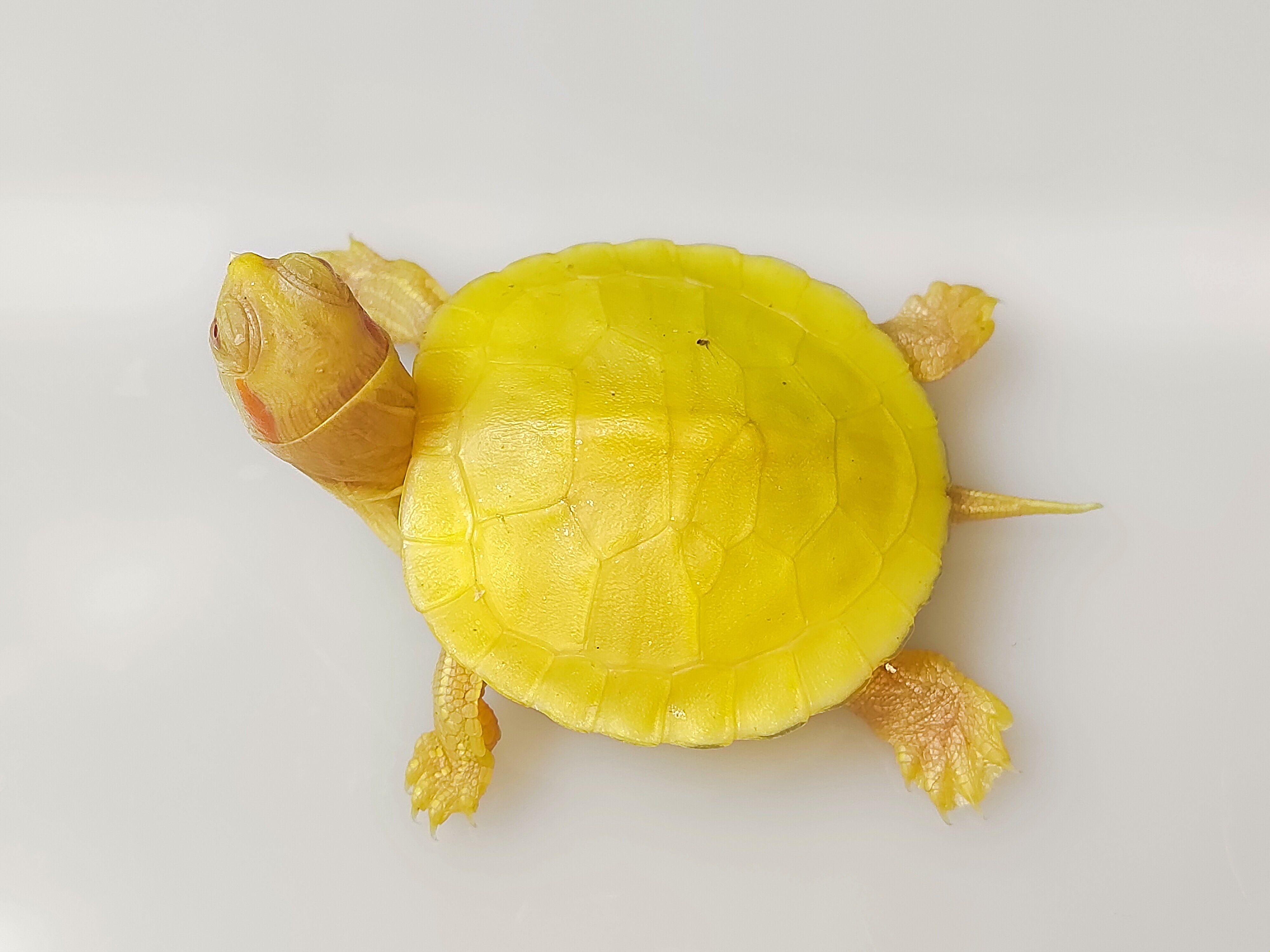 白化巴西龟网红风水变异龟观赏风水长寿鱼缸深水黑巴西龟黄金红眼