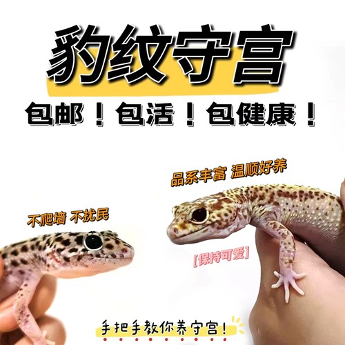 豹纹守宫蜥蜴宠物萝卜尾