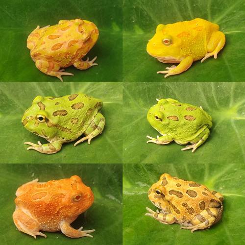 角蛙活体宠物黄金草莓南瓜宇治
