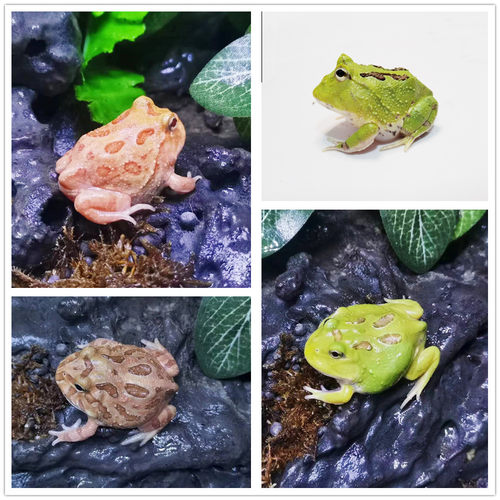 南美角蛙宠物观赏异类