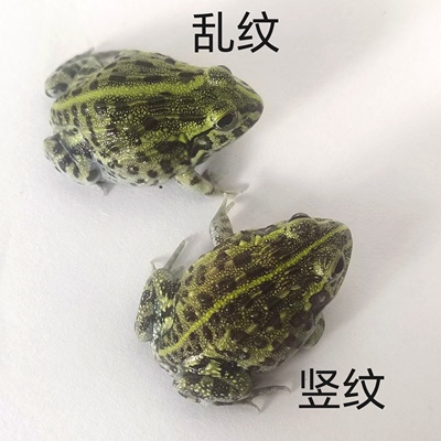 精品竖纹非洲牛蛙角蛙活体宠物青绿角蛙蝌蚪黄金角蛙活物蝴蝶角蛙