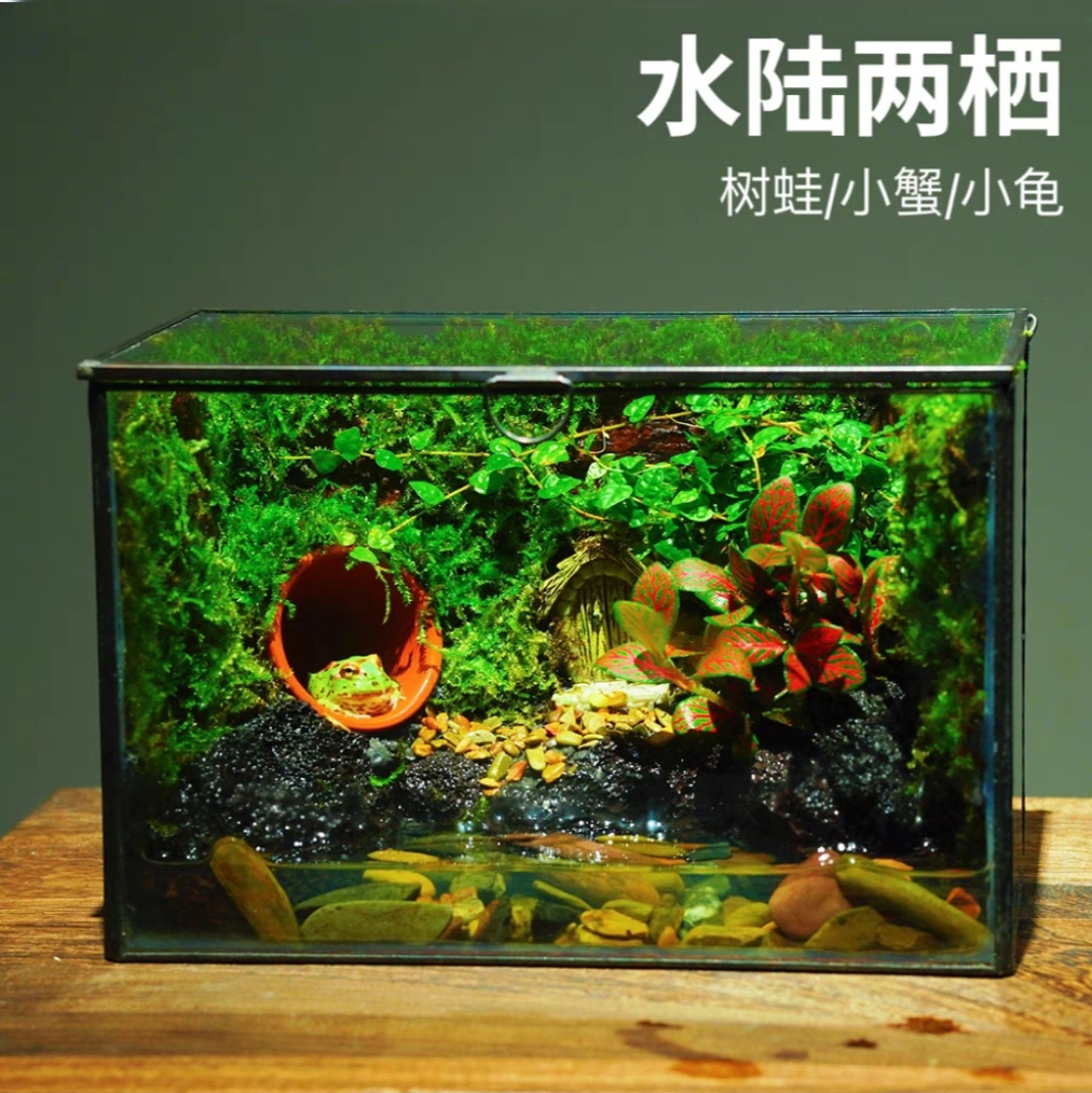 角蛙树蛙生态造景缸创意桌面苔藓微景植物瓶绿植盆栽玻璃室内盆景