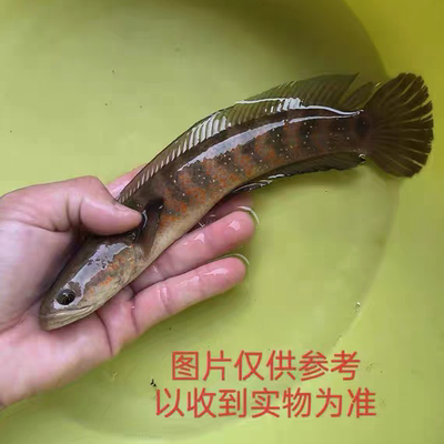 七星鱼雷龙鱼观赏耐养冷水鱼淡水鱼鱼苗凶猛红月珍珠雷龙活体彩虹