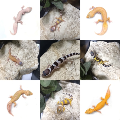 豹纹守宫苗成体公母蜥蜴苗入门宠物爬宠爬虫新手蜥蜴活体入门睫角