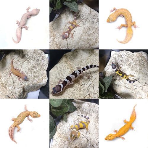 豹纹守宫苗成体公母蜥蜴苗入门宠物爬宠爬虫新手蜥蜴活体入门睫角