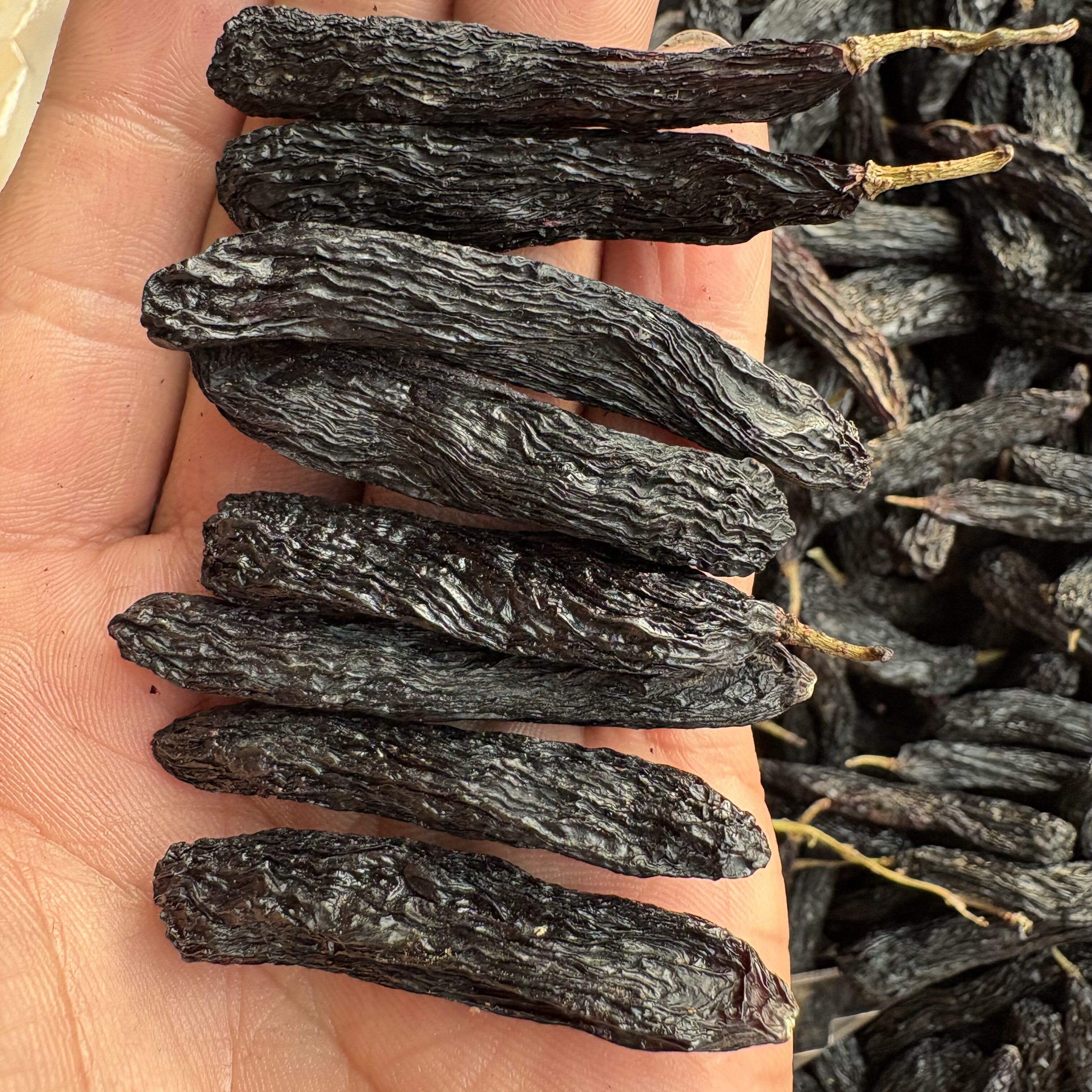 新疆直发新货蓝宝石葡萄干无添加大颗粒葡萄干