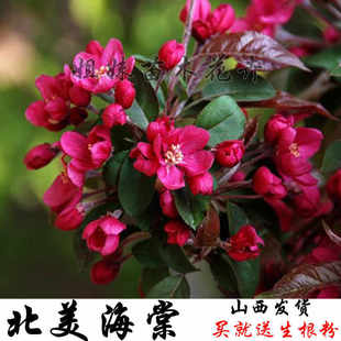 北美海棠绚丽海棠海棠树苗北美海棠树苗海棠苗绚丽海棠树苗海棠树