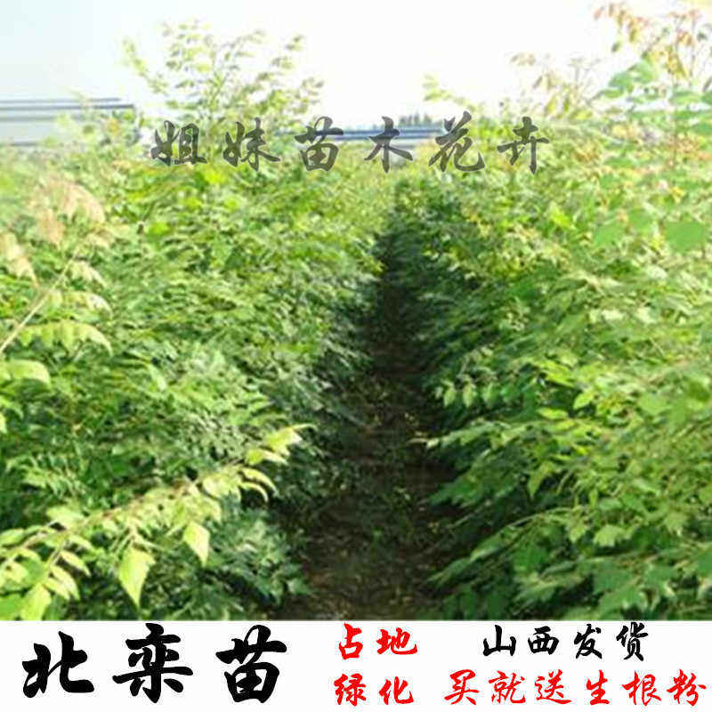 北栾树北京栾树5cm粗北栾6cm粗北栾8cm北栾各种规格北京栾树苗