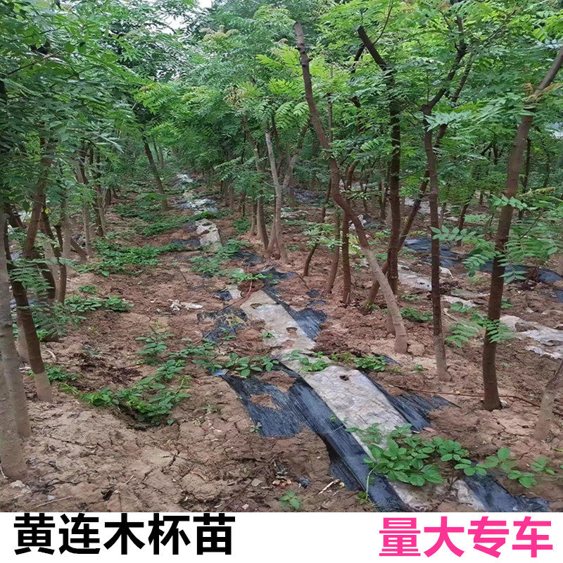 黄连木杯苗地径2cm黄连木杯苗黄连木袋苗黄连木树苗黄连木苗杯苗