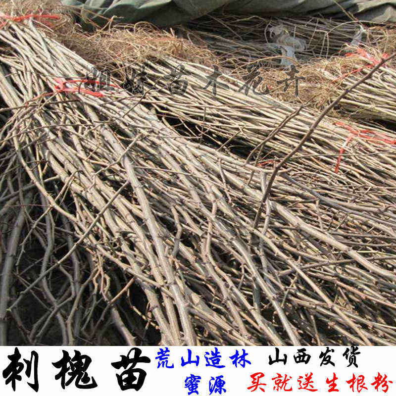刺槐树 刺槐苗 山西刺槐树苗 