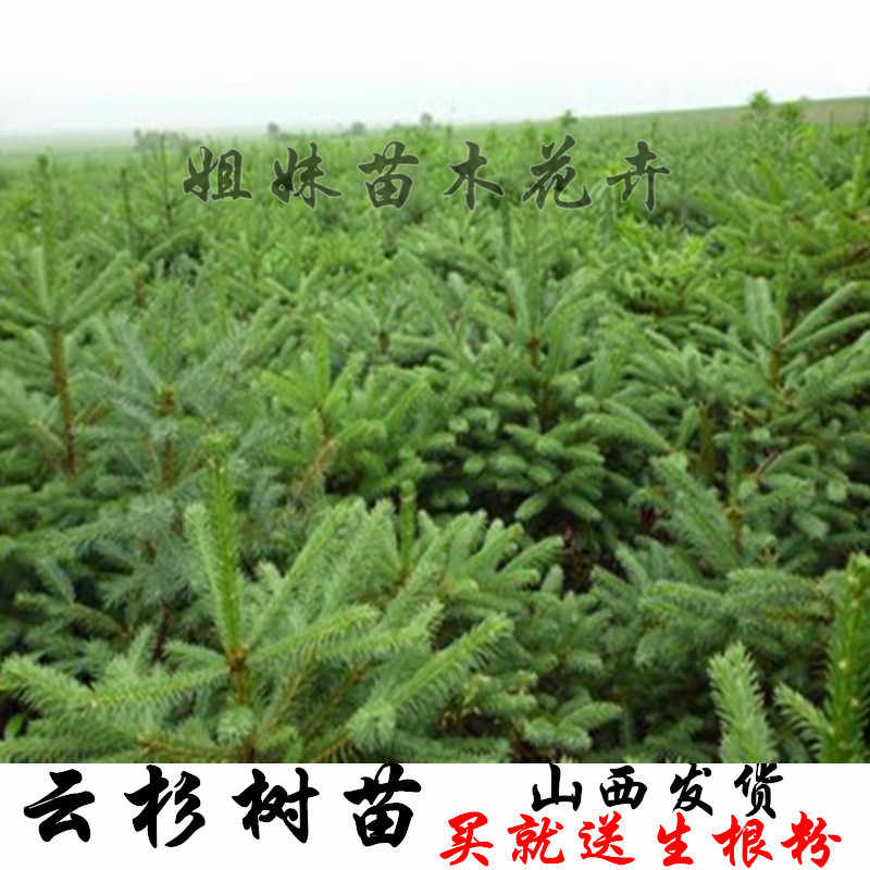 2米云杉云杉大山谷图库 