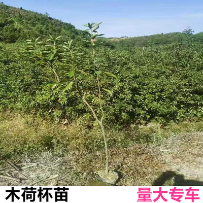 木荷杯苗袋苗3cm木荷2cm木荷袋苗1cm木荷袋苗杯苗容器苗造林苗木