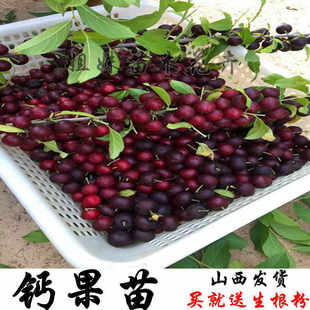 钙果苗 钙果树苗 钙果种苗 欧李苗 欧李树苗山西钙果苗 盆栽钙果