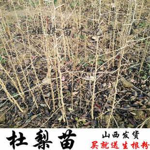 杜梨苗杜梨树苗杜梨树豆梨苗棠梨苗梨树砧木苗杜梨苗杜梨树苗嫁接