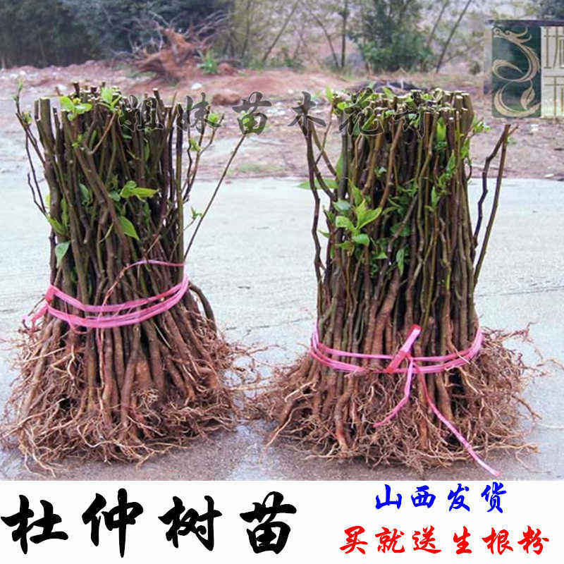 杜仲树苗金丝杜仲苗杜仲树杜仲苗山西杜仲苗杜仲树苗杜仲树苗地栽