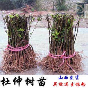 杜仲树苗金丝杜仲苗杜仲树杜仲苗山西杜仲苗杜仲树苗杜仲树苗地栽