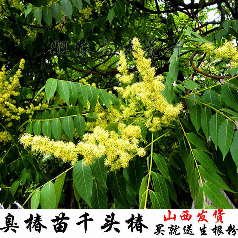 臭椿苗臭椿树苗千头椿树苗臭椿树臭椿树苗千头椿苗山西臭椿苗邮寄