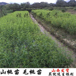 山桃苗野桃苗桃树苗毛桃苗毛桃树苗山桃树苗桃树砧木苗桃树苗野桃