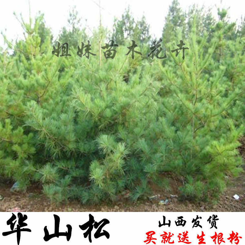 占地华山松树苗华山松苗华山松小苗 五针松盆景造型素材苗圃直销