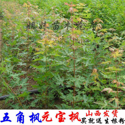 五角枫树苗五角枫树杯苗