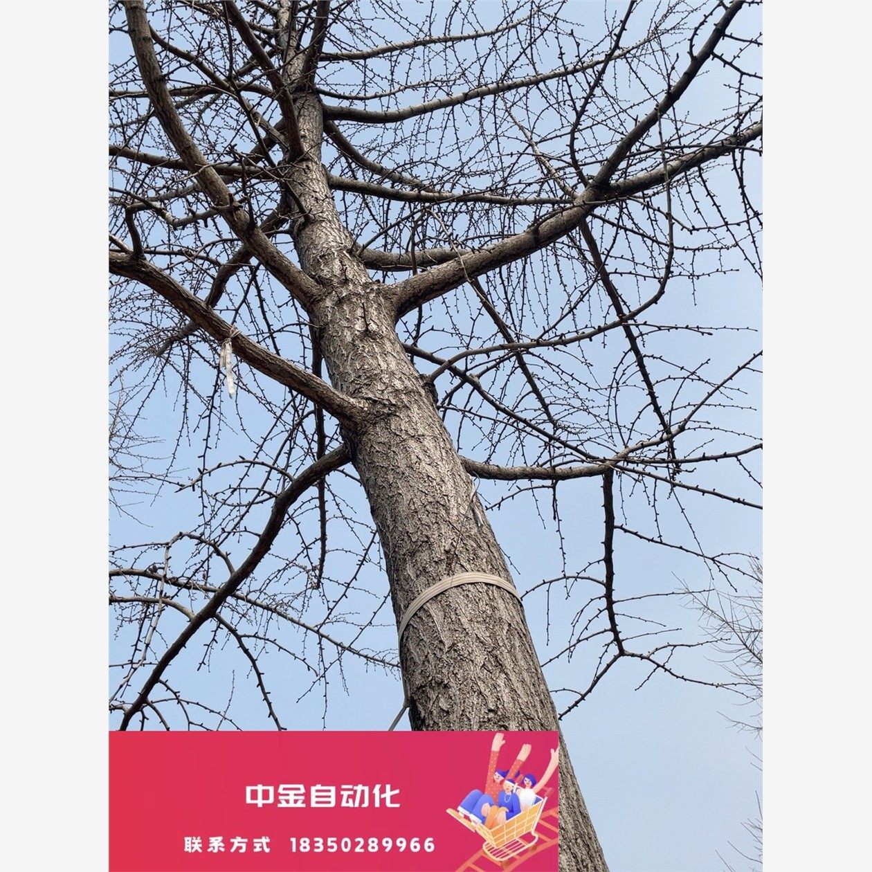 银杏树23年左右，20-30头一共二十多棵，不包邮自己挖走。议价