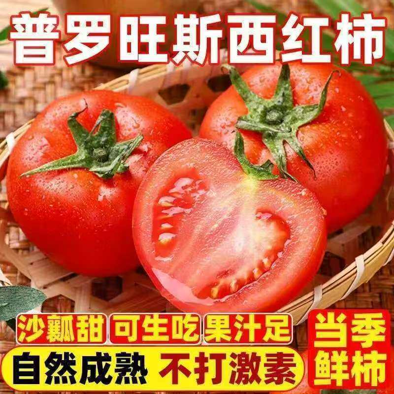 陕西泾阳普罗旺斯沙瓤西红柿新鲜自然熟当季孕妇水果生吃番茄蔬菜