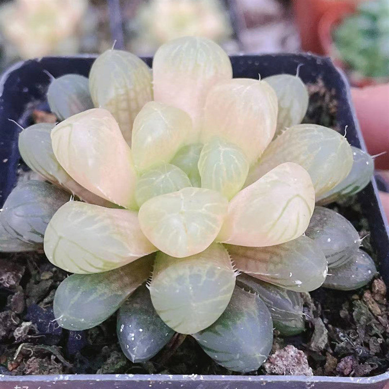 多肉植物十二寿锦多少钱 多肉植物十二寿锦优惠券免费领取 有条鱼