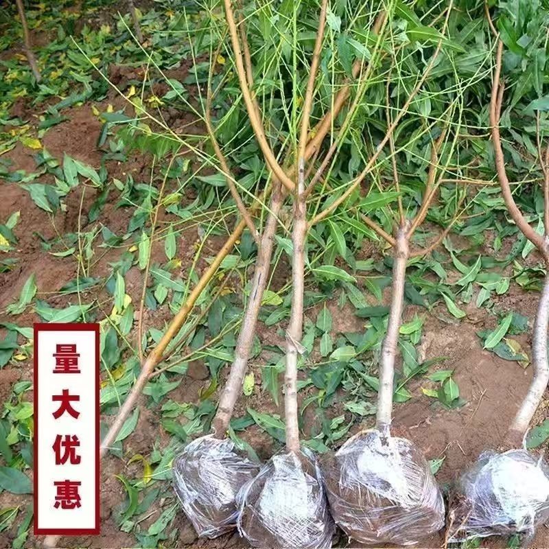 新品黄桃树苗正宗嫁接桃子树苗盆栽地栽南北方种植结果爆甜桃苗