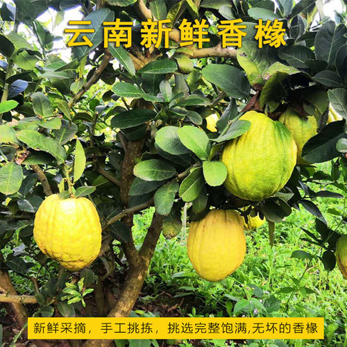 云南高山香缘大果新鲜香橼果高山食用水果农家自种现摘闻香摆放