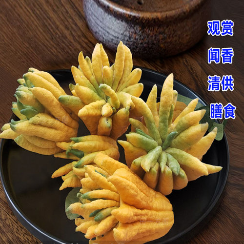 云南新鲜佛手果柑香橼观赏清供把玩闻香食用非金华盆景3-10斤包邮